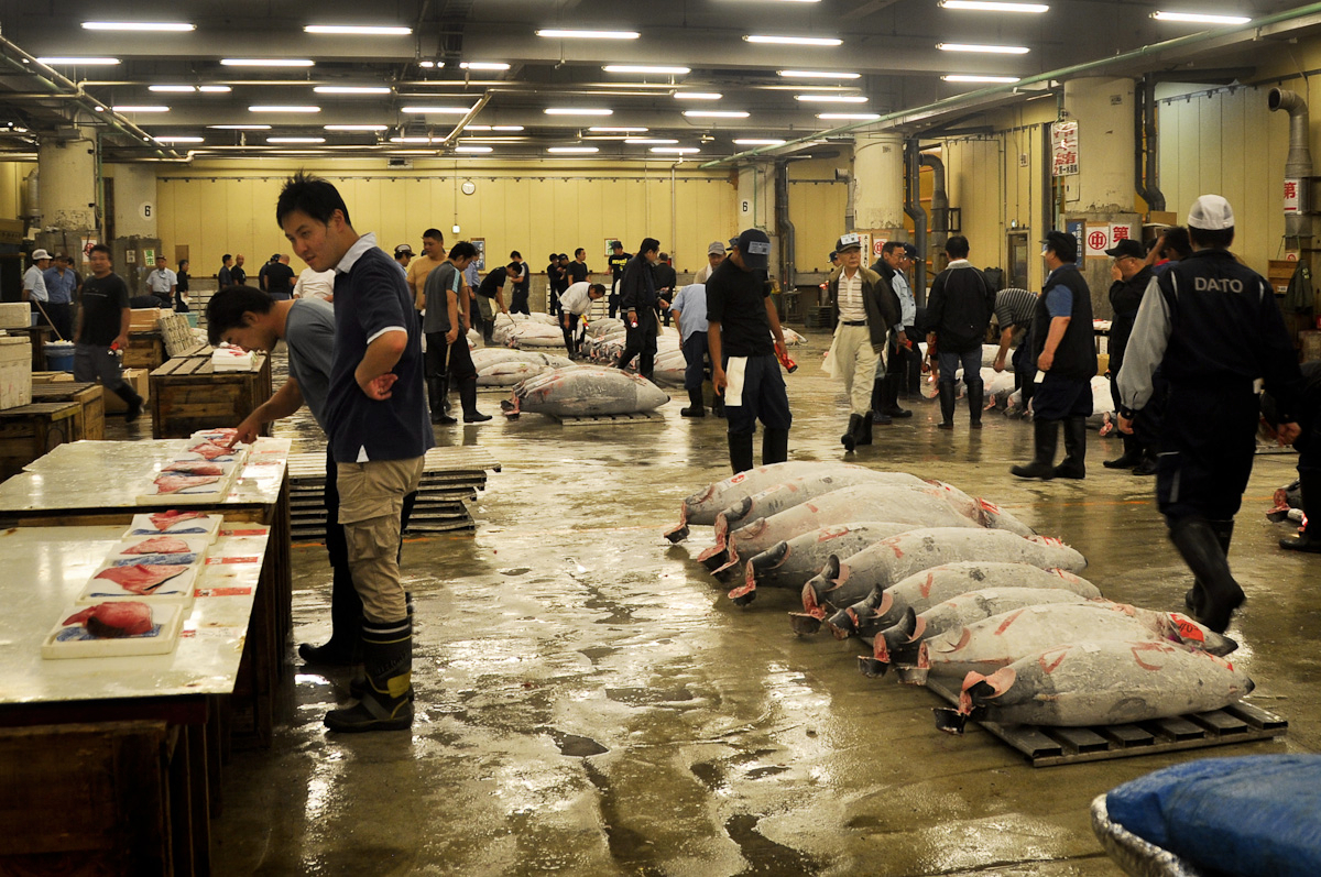 Tuna acution in Tokyo, Japan